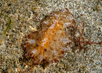 Discodorididae