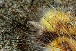 Eulimidae