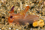 Thecacera