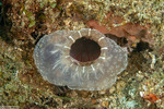 Ascidia