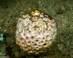 Tetractinellida
