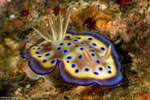 Gastropoda