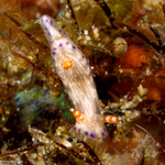 Miamirinae