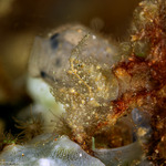Phycocaris