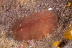 Discodorididae