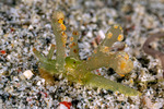 Sacoglossa