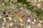 Ancylomenes