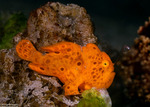 Lophiiformes