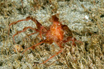 Epialtidae