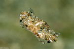 Portunidae
