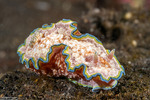 Glossodoris