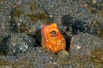Opistognathidae