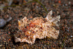 Doridoidea