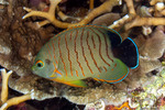 Actinopterygii