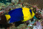 Teleostei