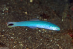 Perciformes
