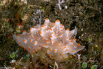 Heterobranchia