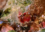 Neostylodactylus