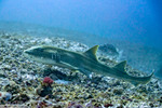 Galeomorphi