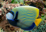 Pomacanthus