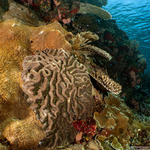 Anthozoa