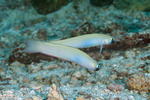 Ptereleotrinae