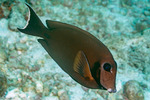 Acanthuridae
