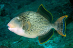 Tetraodontiformes