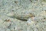 Gobiinae