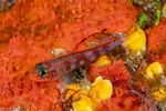 Tripterygiinae