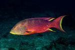Serranidae
