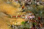 Helcogramma