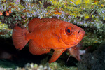 Priacanthidae