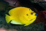 Angelfishes