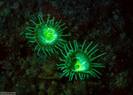 Cnidarians