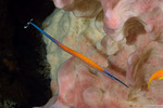 Syngnathiformes