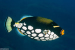 Balistidae