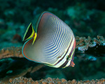 Butterflyfishes