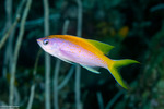 Perciformes