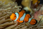 Ovalentaria