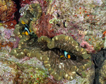 Anemones