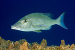 Lethrinidae