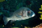 Haemulidae