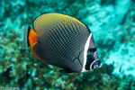 Acanthuriformes