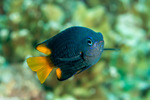 Pomacentridae