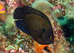 Acanthuriformes