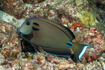 Acanthuridae