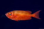 Priacanthidae