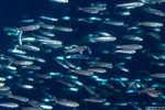 Atherinidae