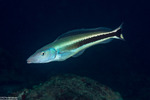 Malacanthidae
